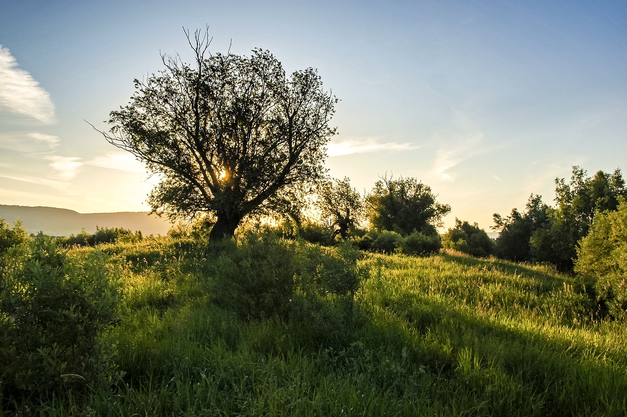 landscape tree nature free photo