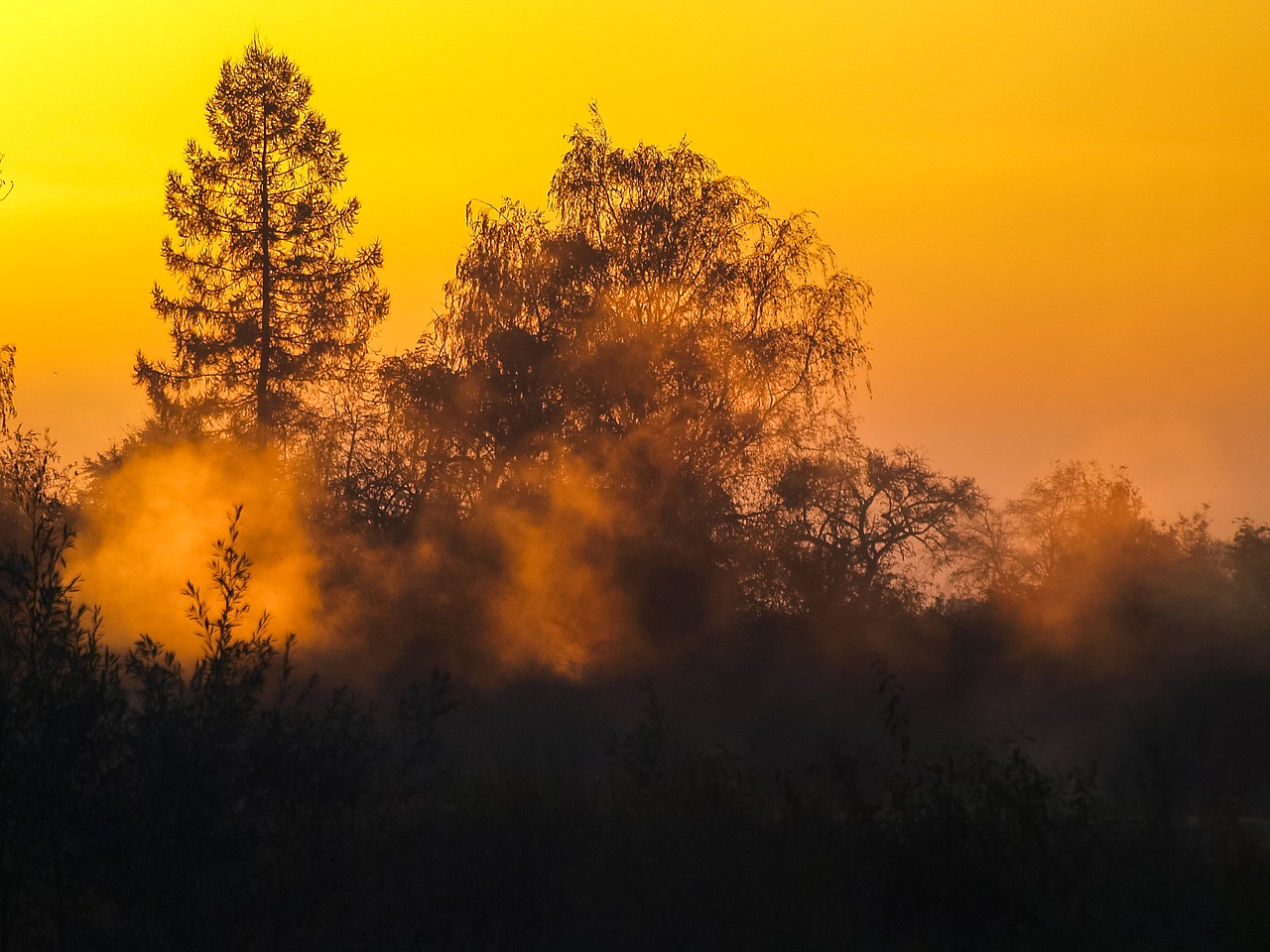 landscape fog trees free photo