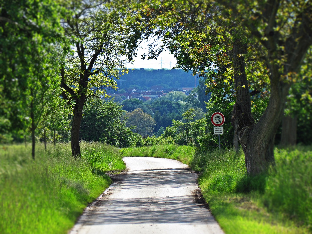 landscape nature tree free photo