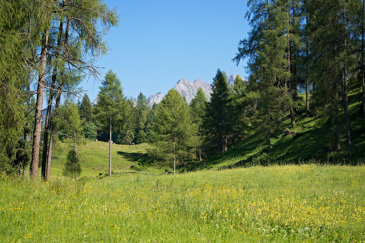 landscape nature meadow free photo