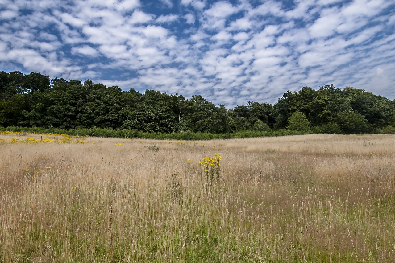 landscape field clouds free photo