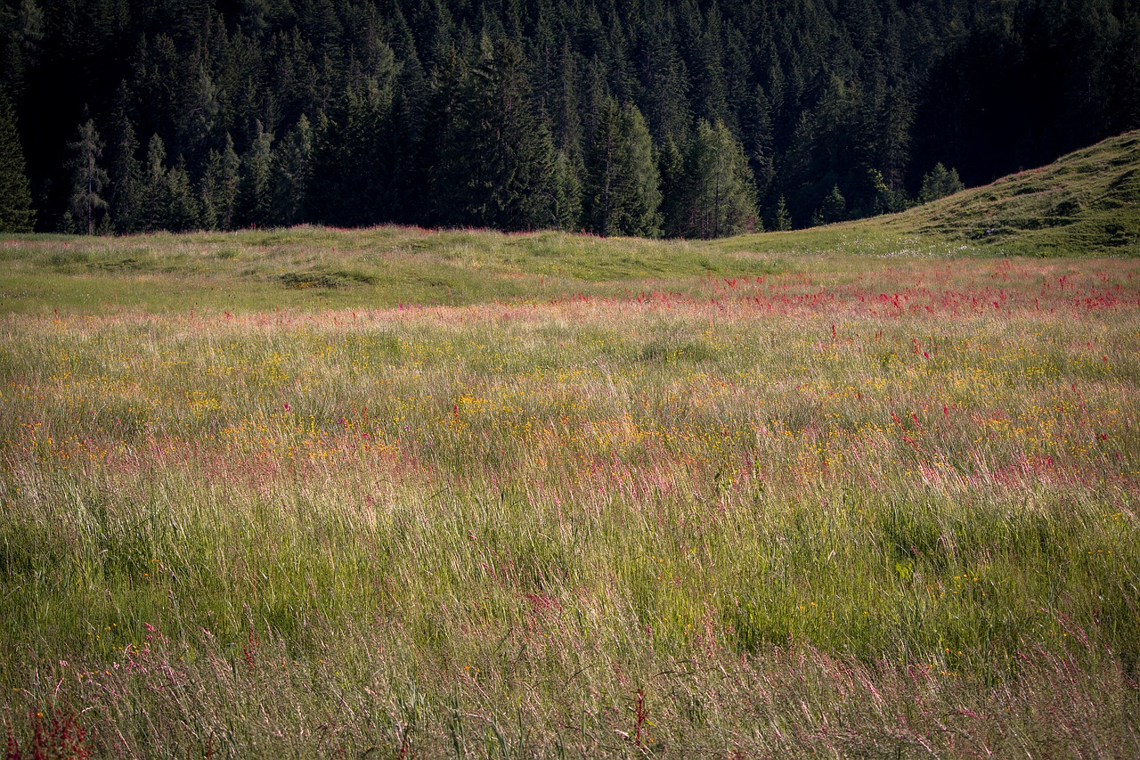 landscape nature meadow free photo