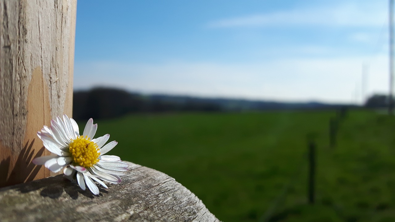 landscape flower daisy free photo