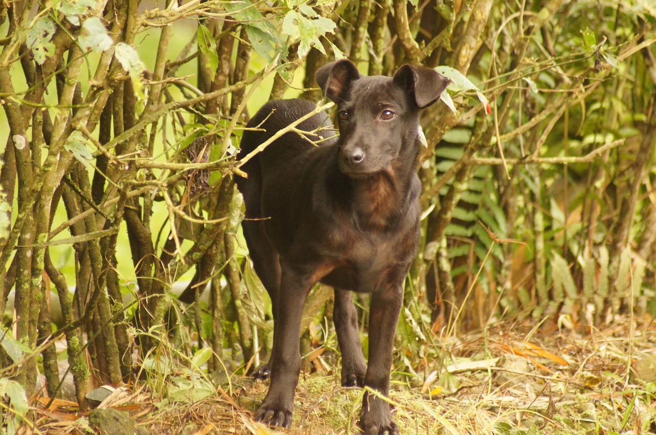 landscape animals of the free photo