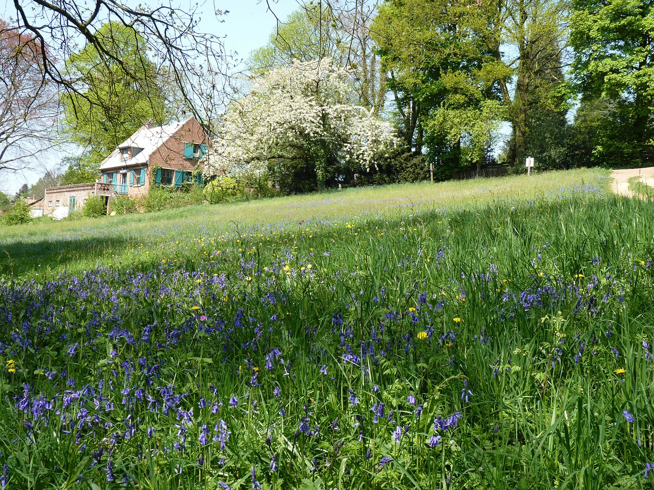 landscape spring field free photo