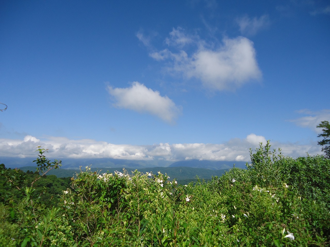 landscape vegetation mountain free photo