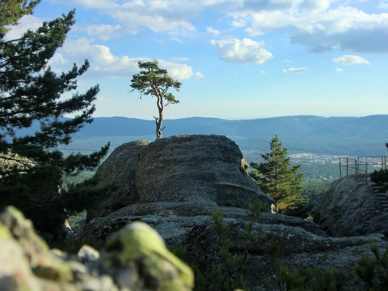 landscape tree peace free photo