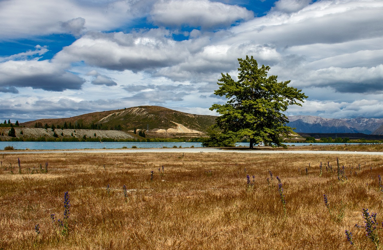 landscape view new zealand free photo