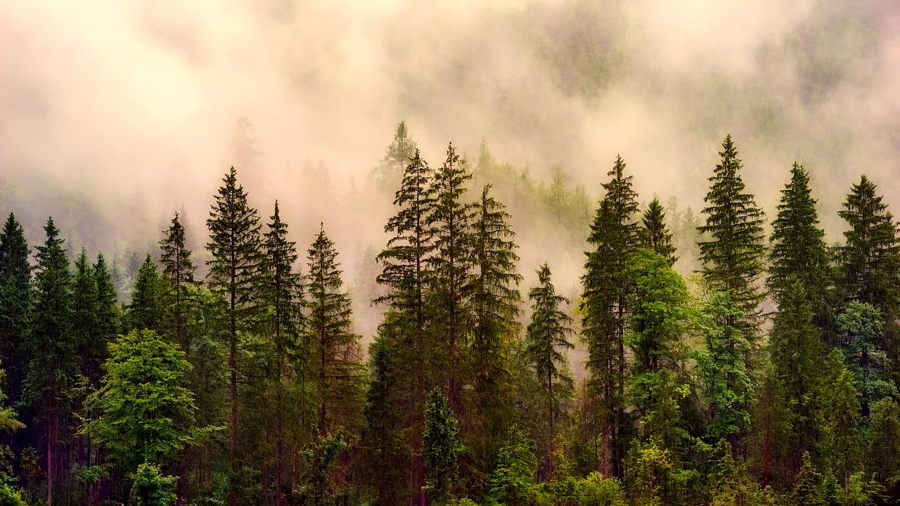 landscape forest trees free photo