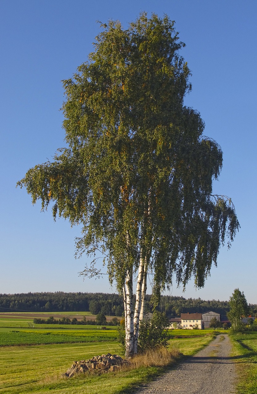 landscape birch tree free photo