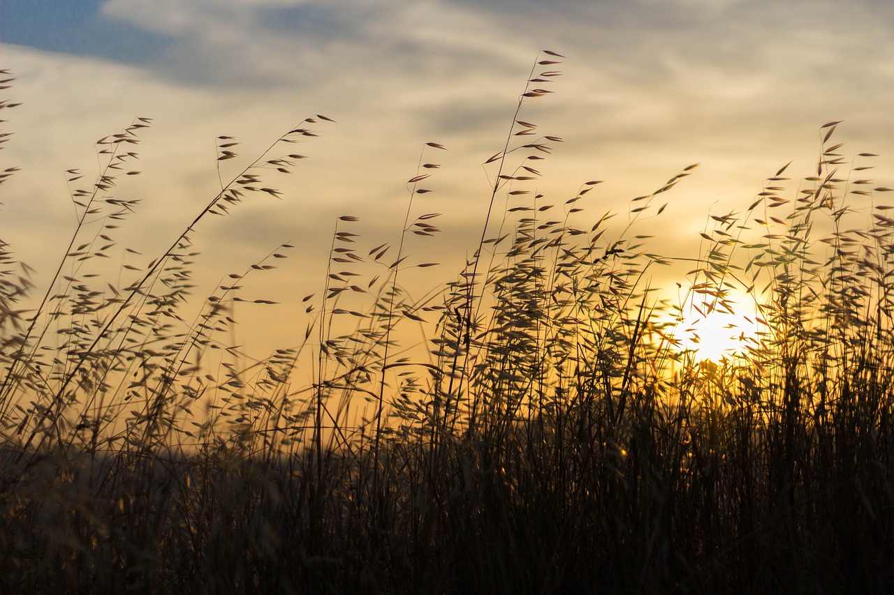 landscape sunset spikes free photo