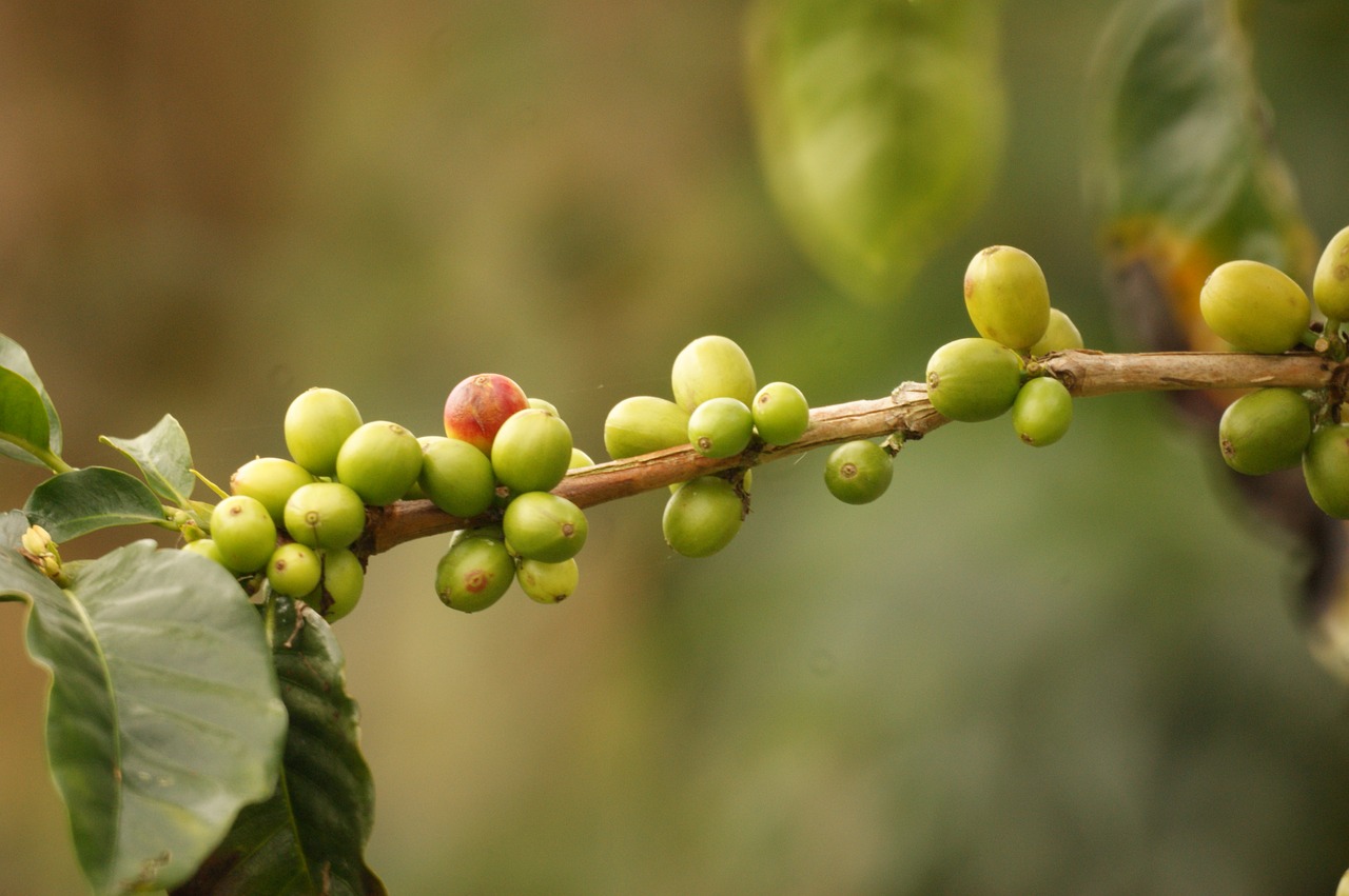 landscape coffee colombia free photo