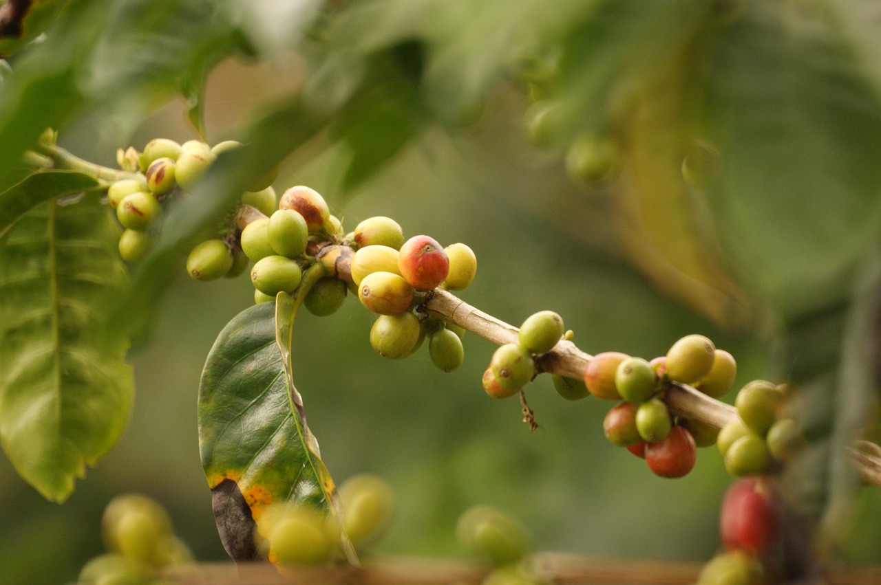 landscape coffee colombia free photo