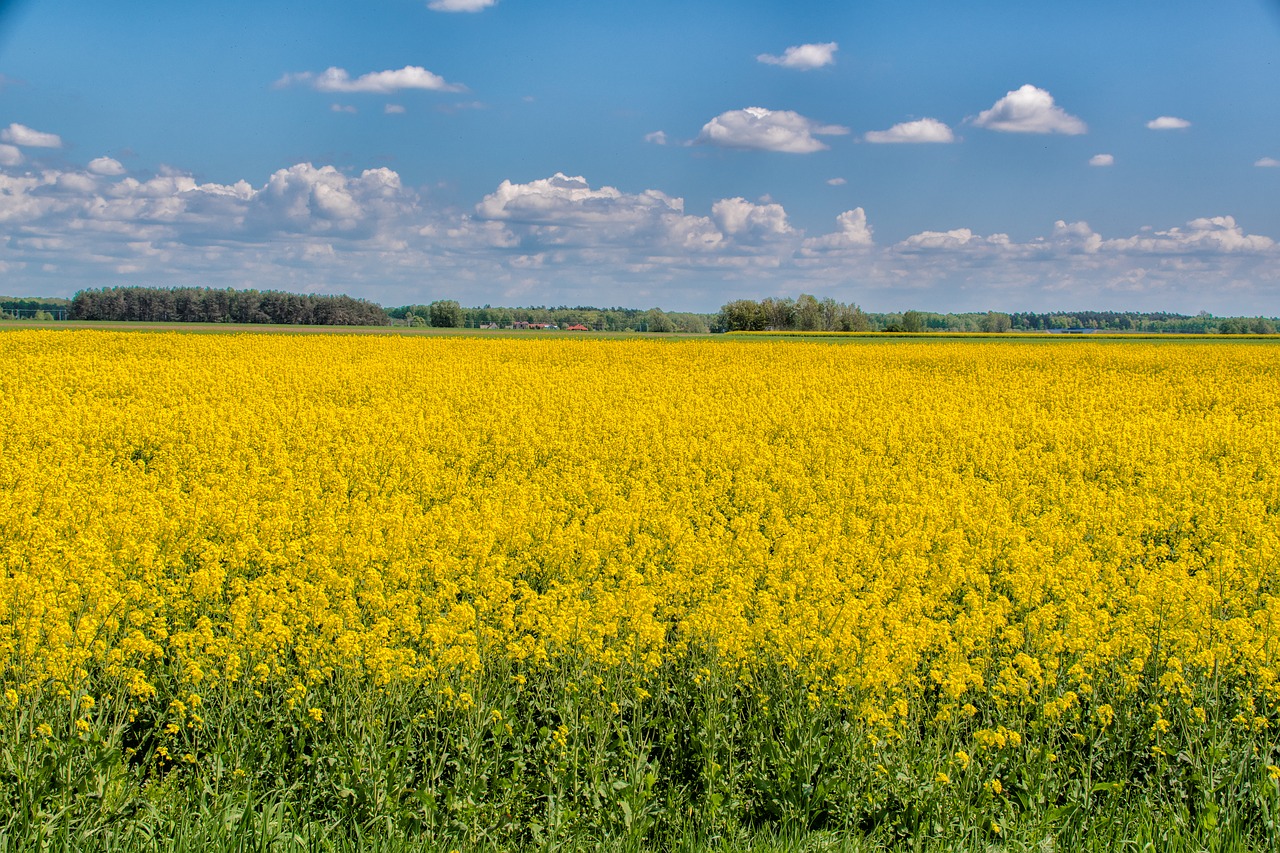 landscape field clouds free photo