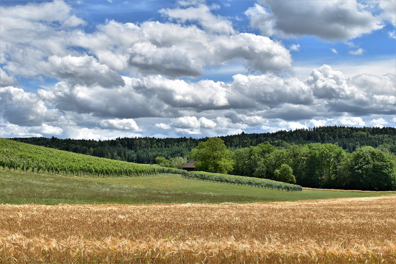 landscape view barley free photo