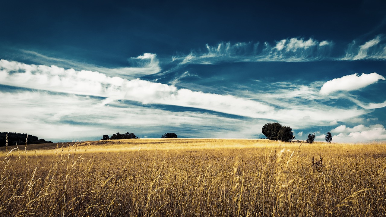 landscape field summer free photo