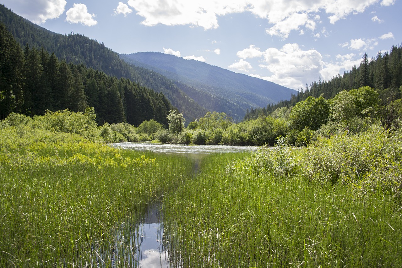 landscape pond marsh free photo