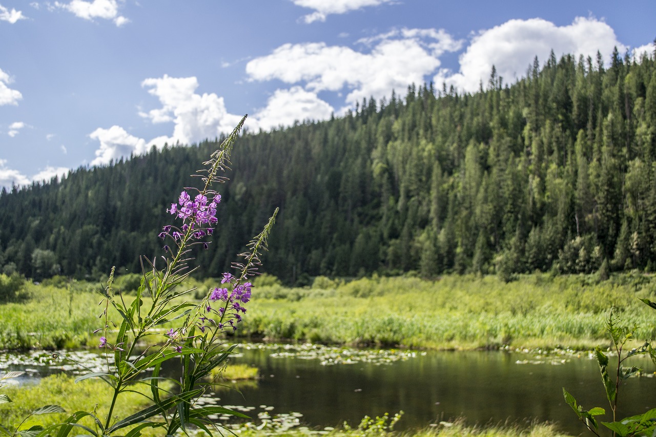 landscape pond marsh free photo