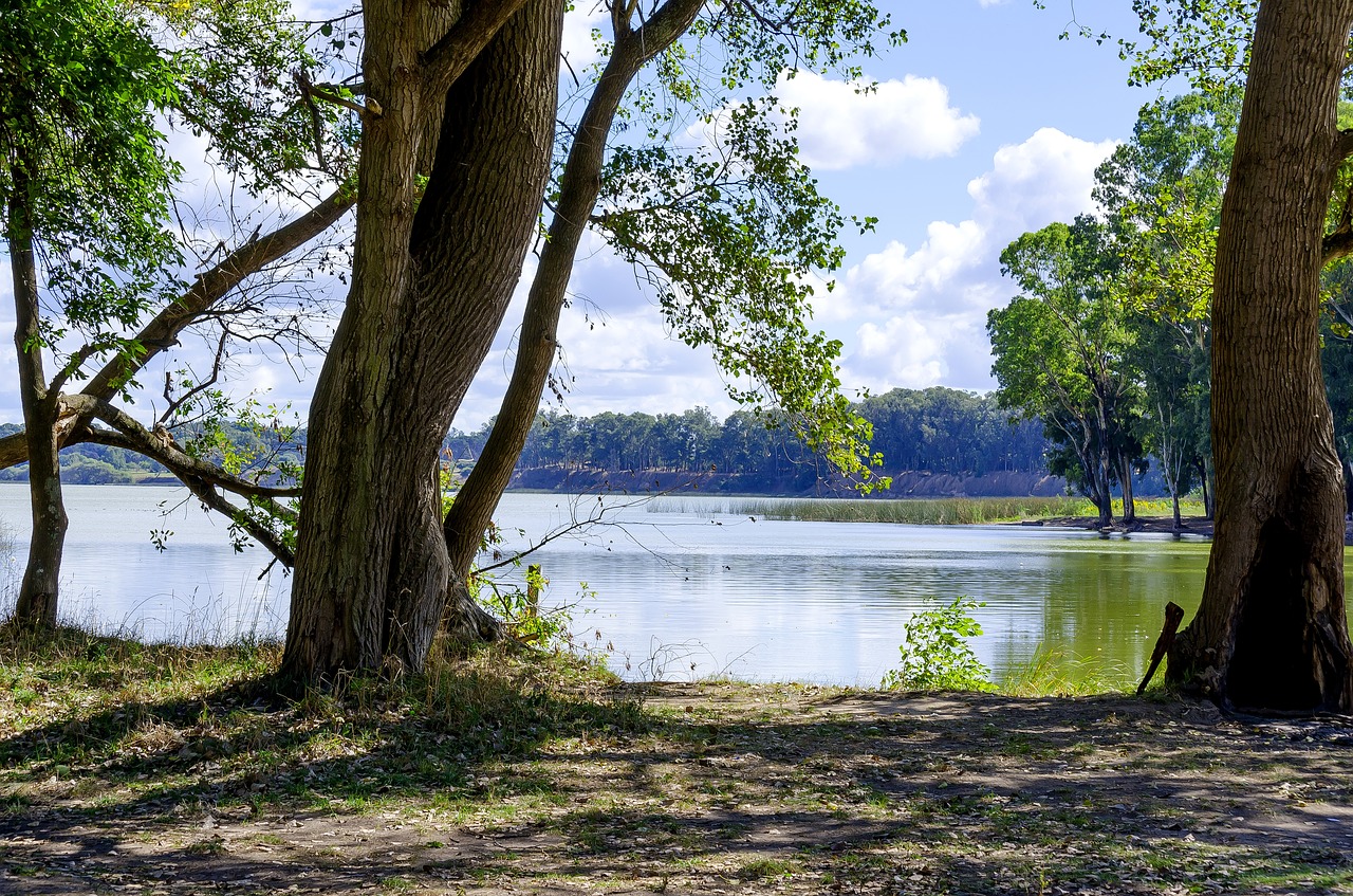 landscape trees park free photo