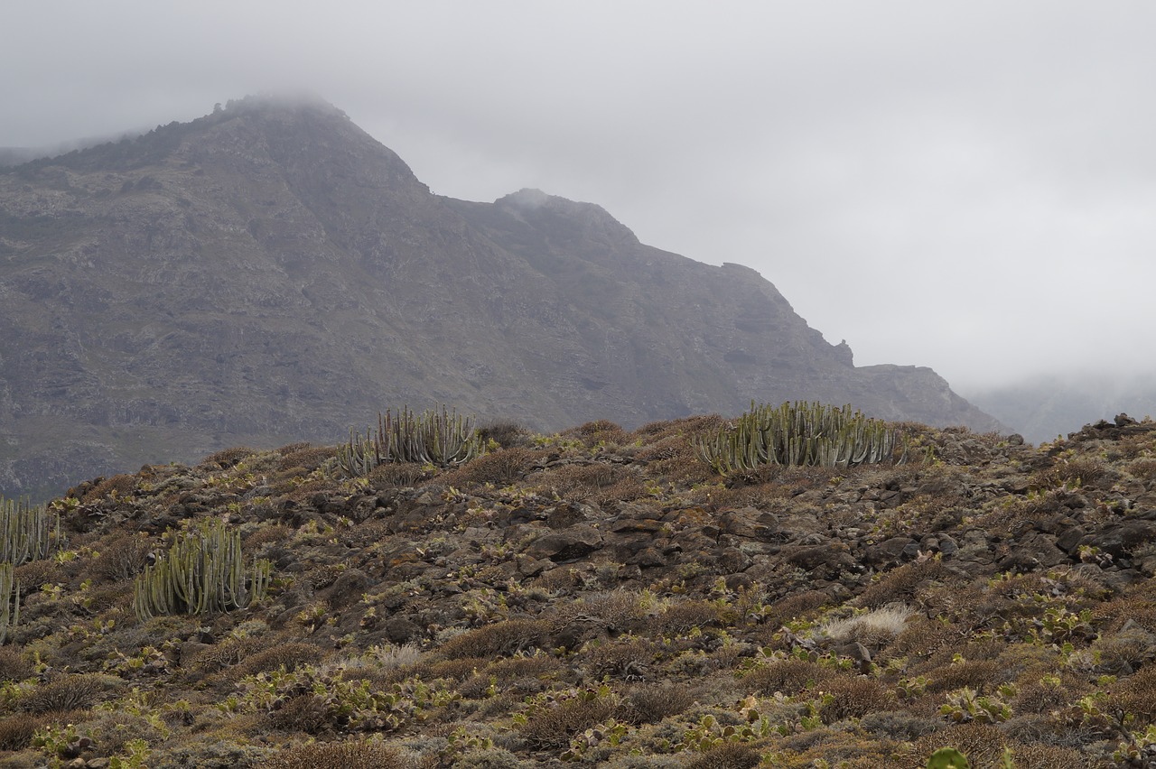 landscape cactus karg free photo