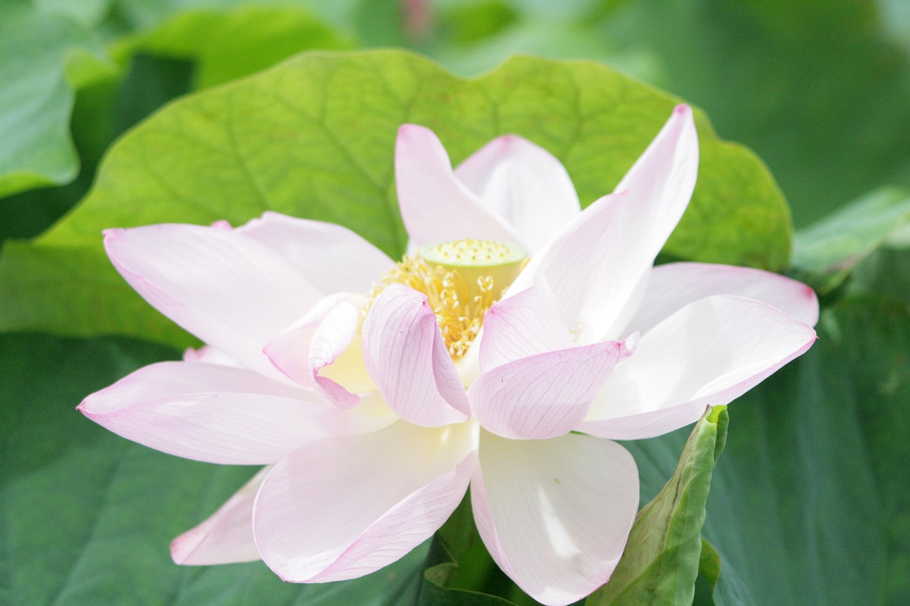 landscape flowers lotus free photo