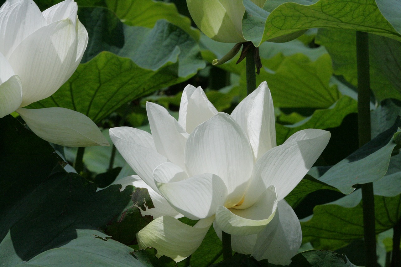 landscape flowers byakuren free photo