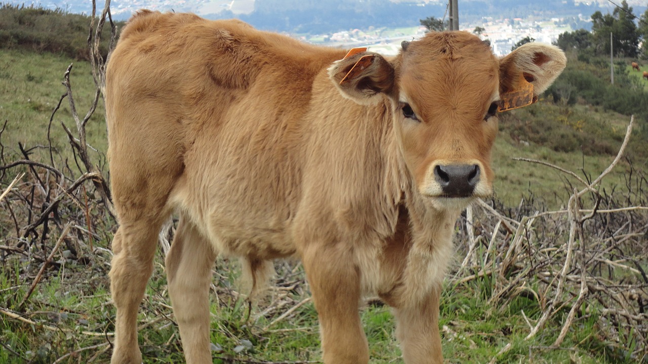 landscape mountains cows free photo