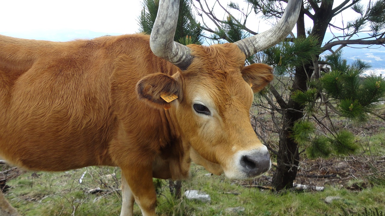 landscape mountains cows free photo