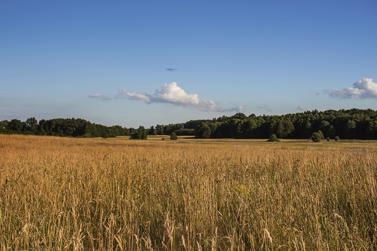 landscape poland meadow free photo