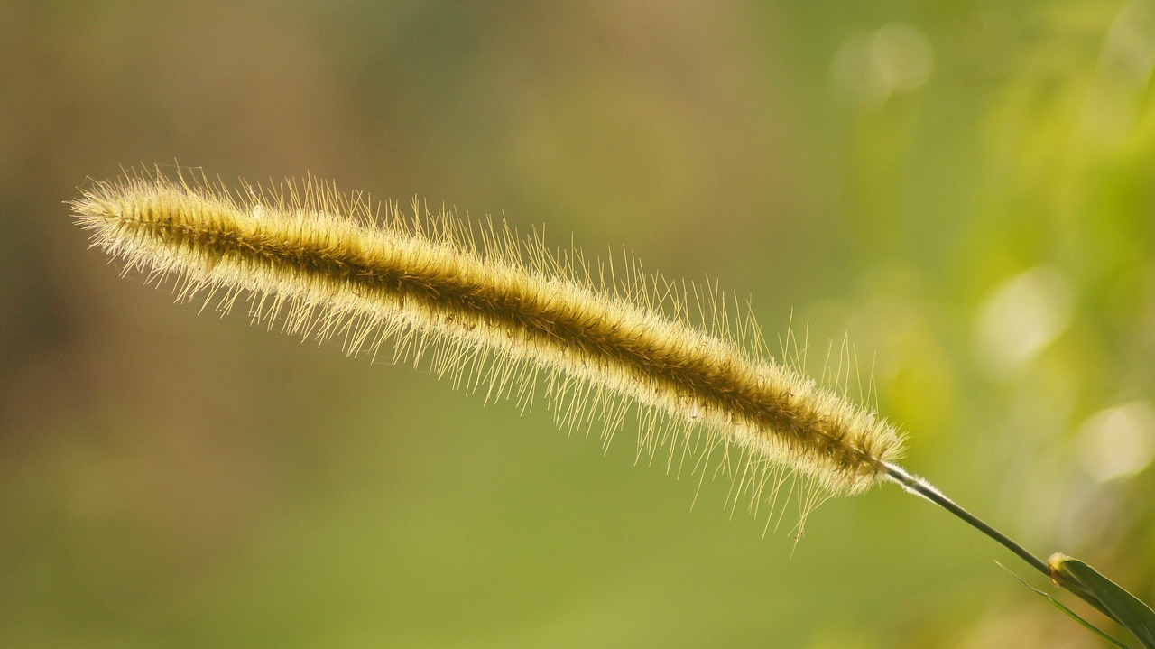 landscape spike weed the field free photo