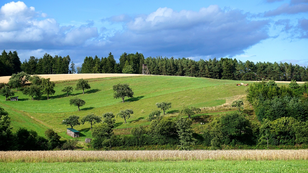 landscape agriculture cows free photo