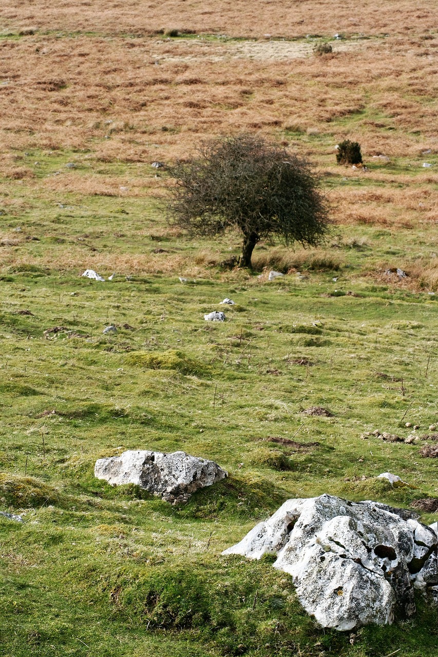 landscape wales tree free photo