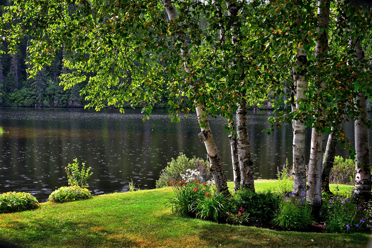 landscape birch trees free photo