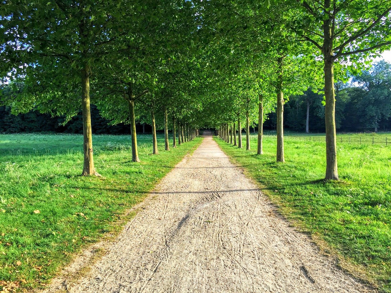 landscape tree allee free photo