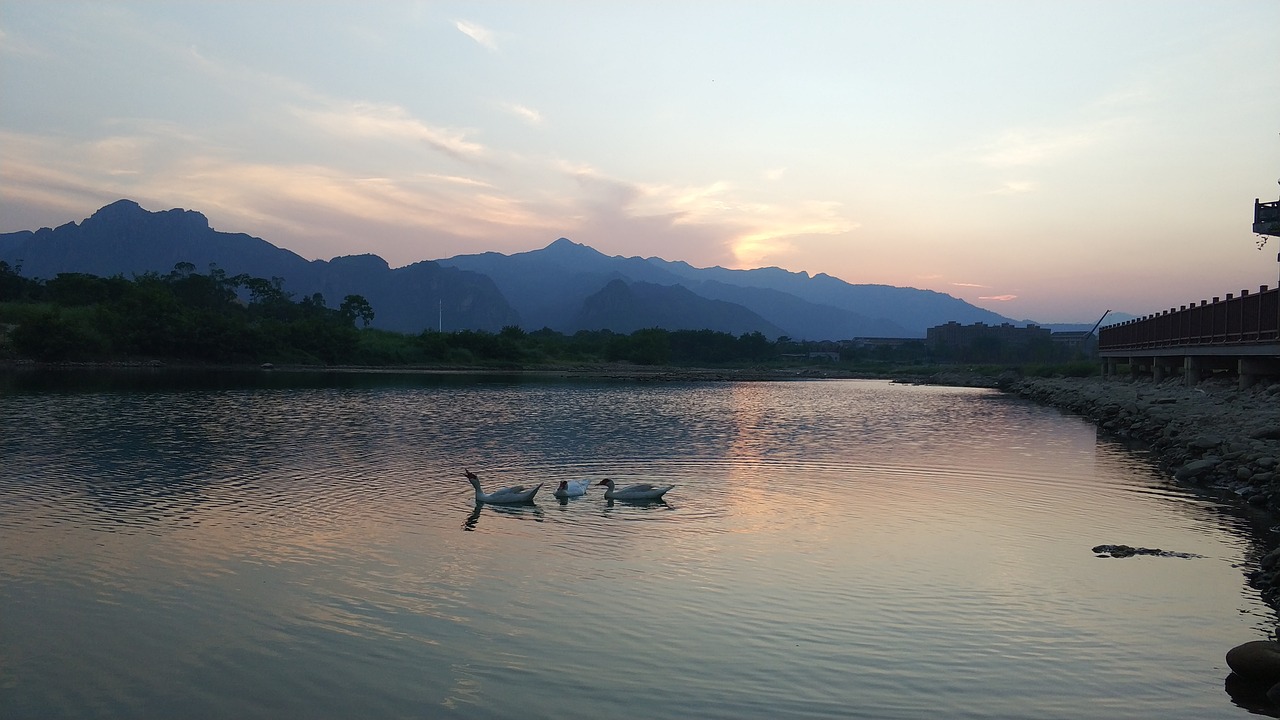 landscape goose sunset free photo