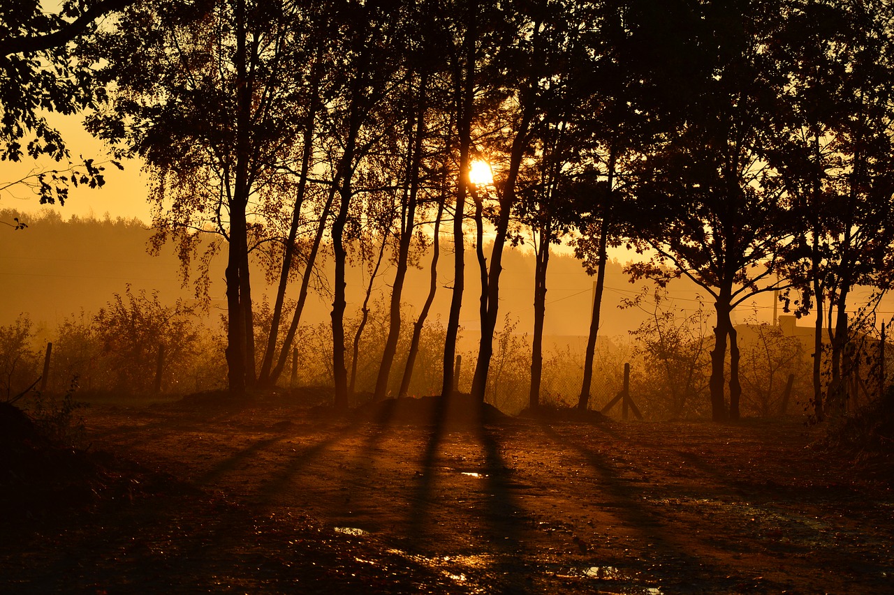 landscape the fog morning free photo