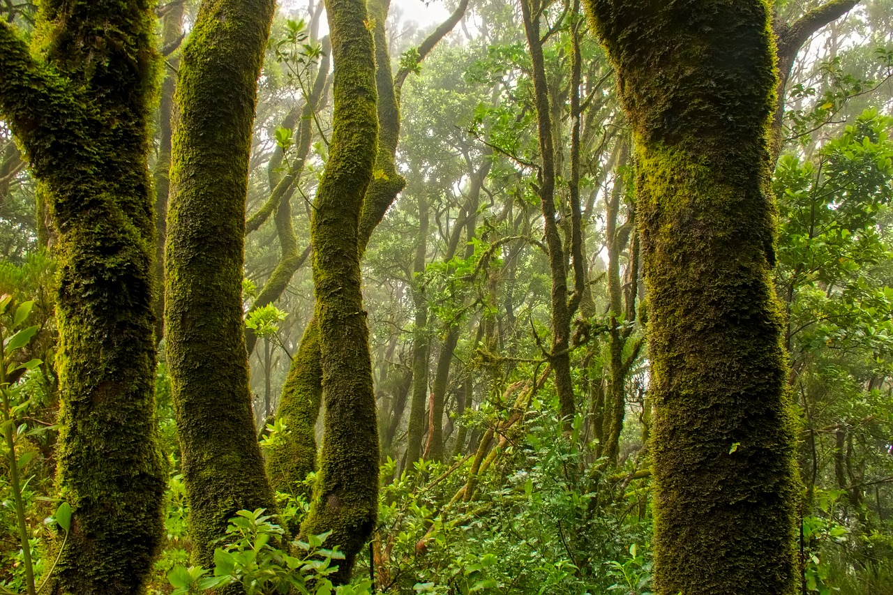 landscape forest trees free photo