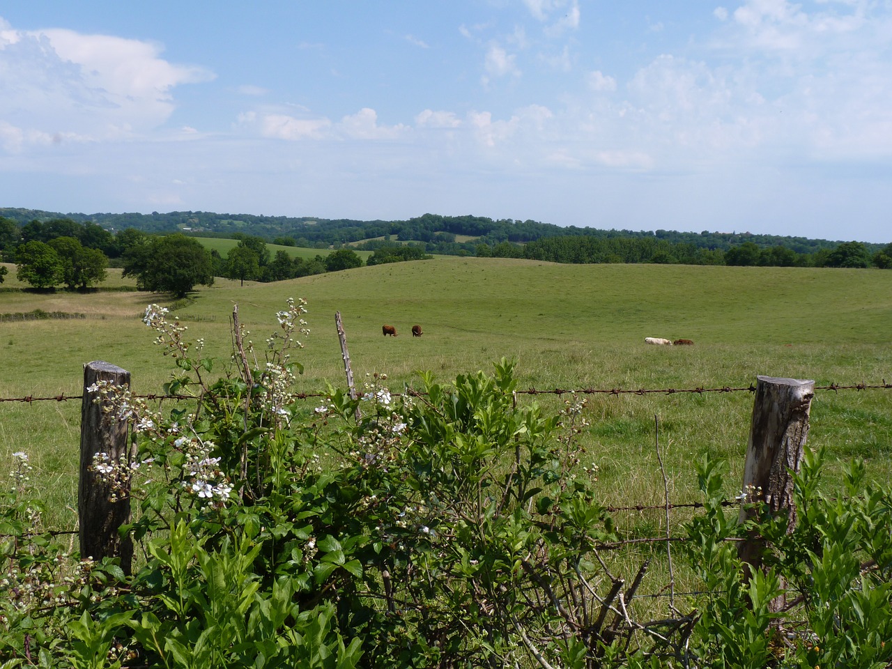 landscape lot field free photo