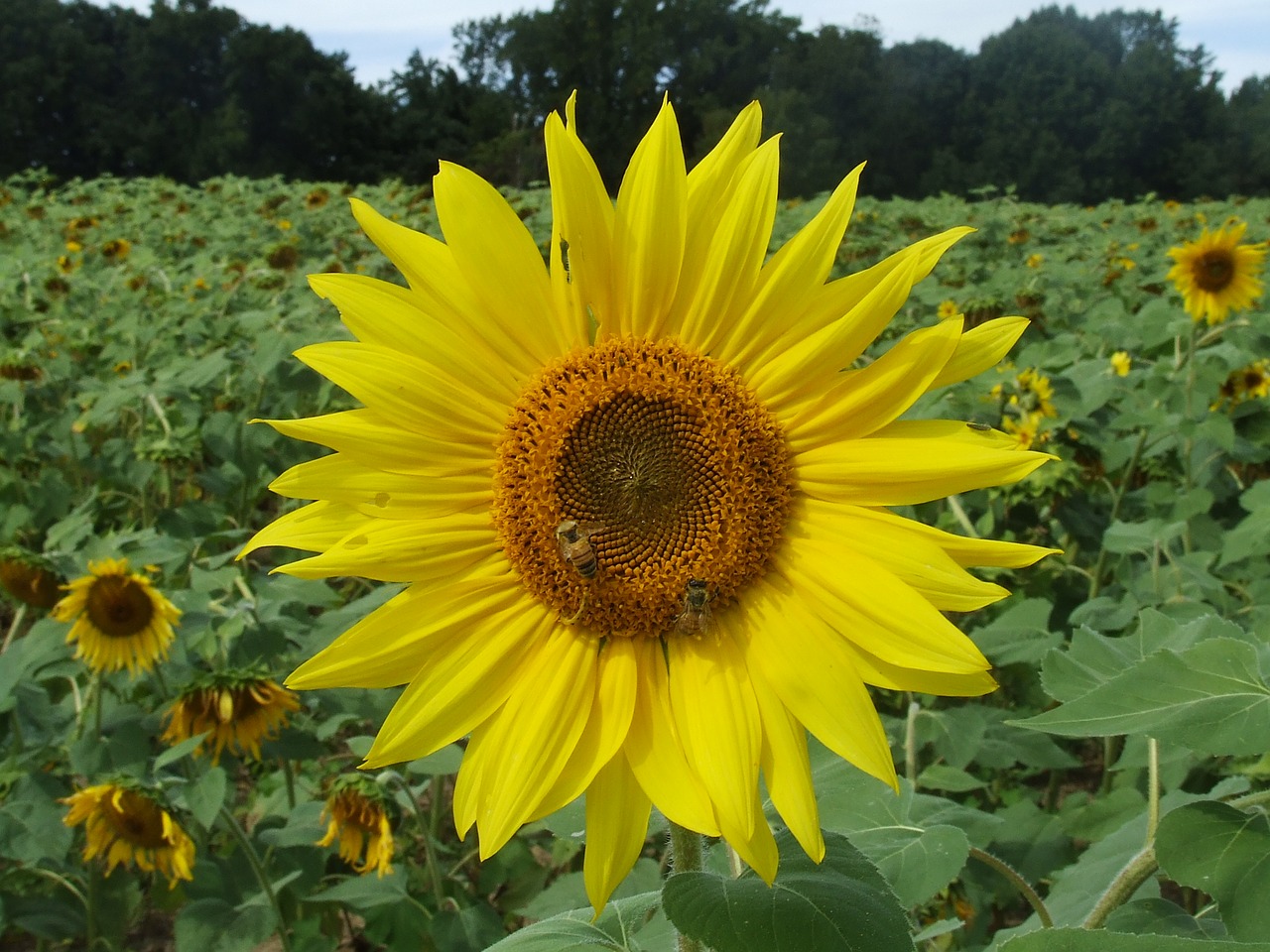 landscape sunflower nature free photo