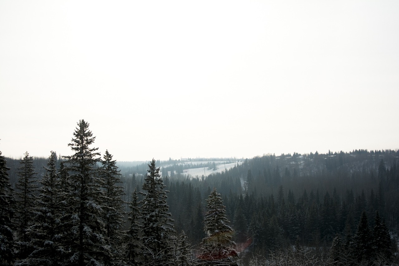 landscape trees forest free photo