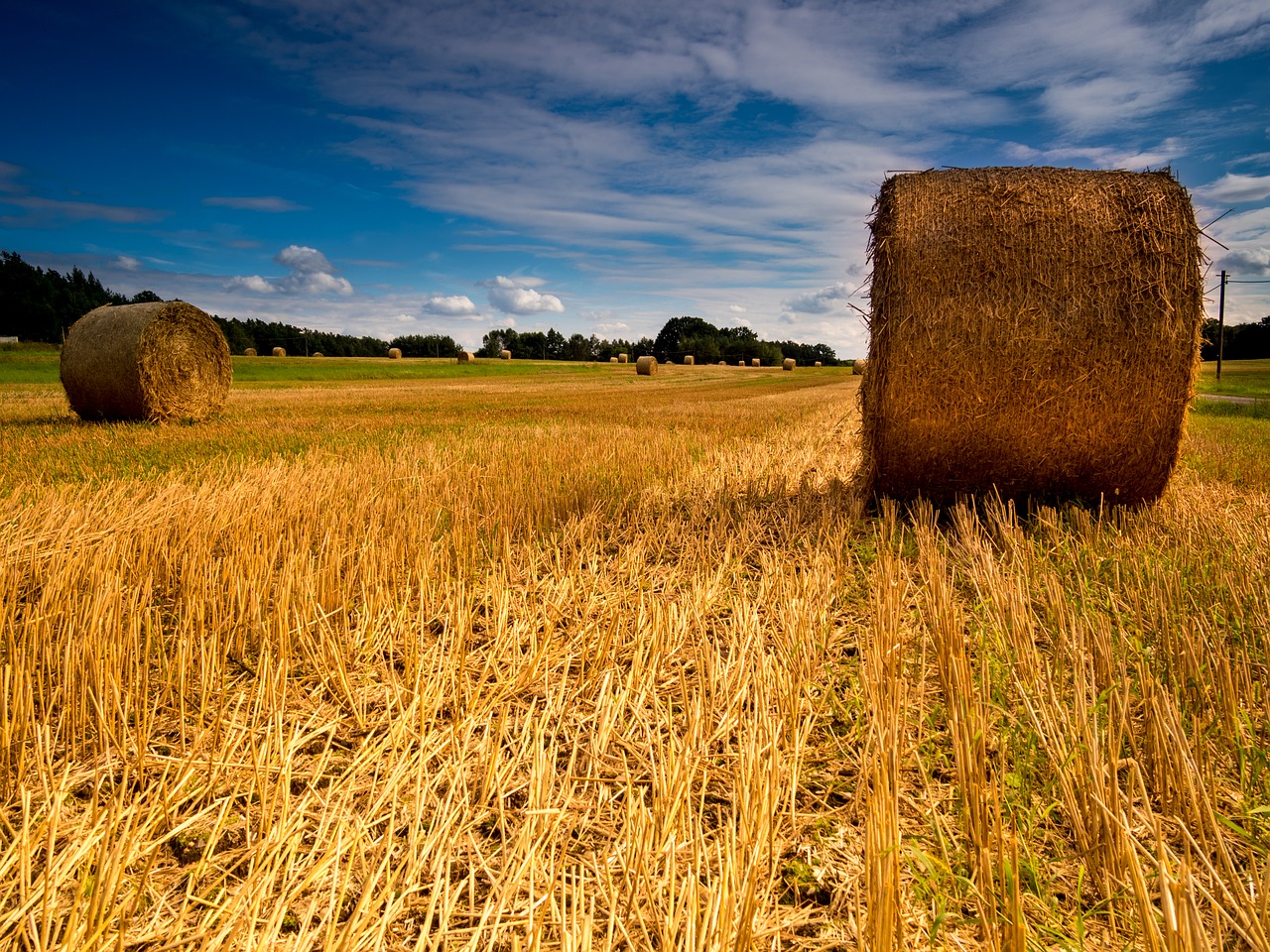 landscape field straw free photo