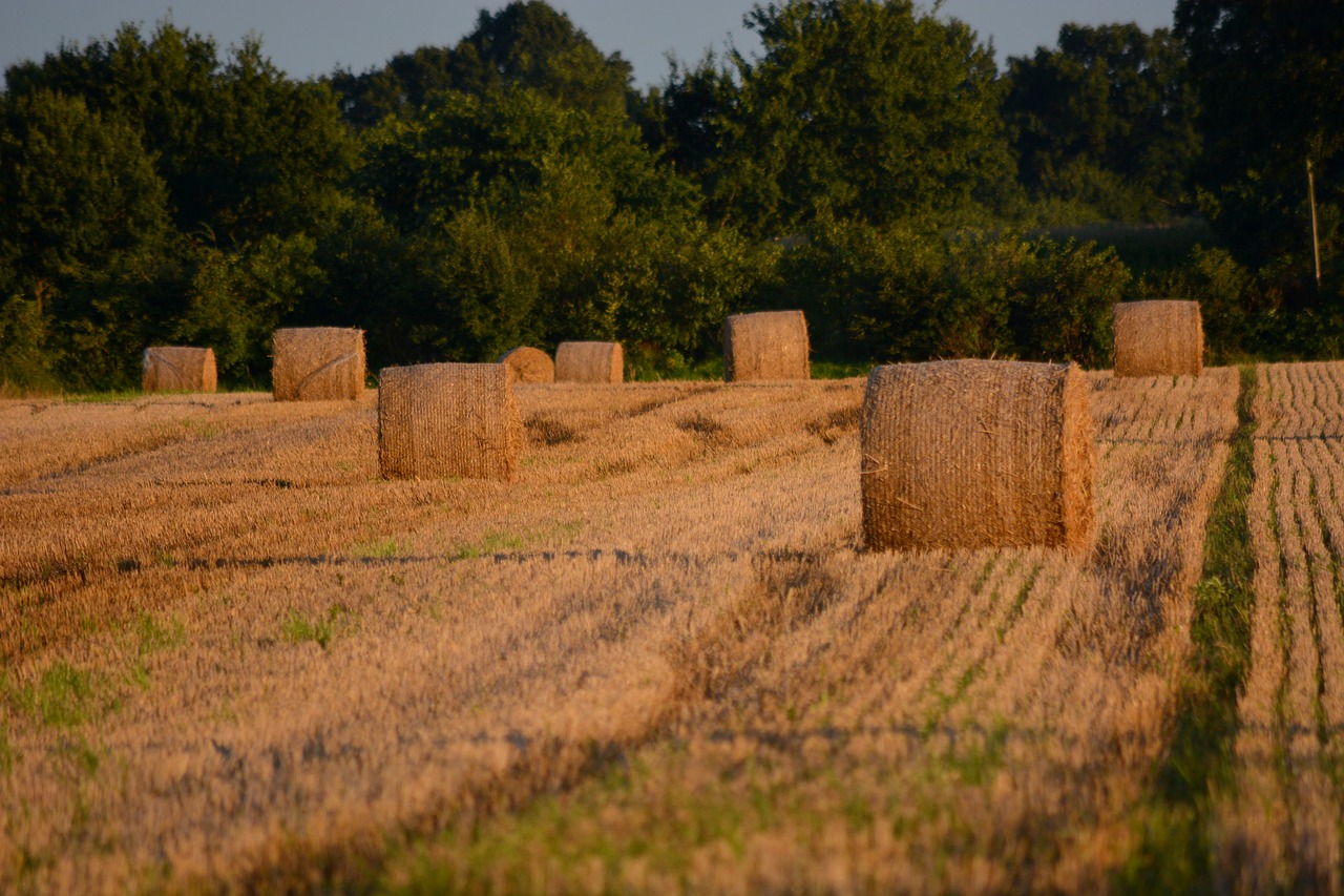 landscape cereals wheat free photo