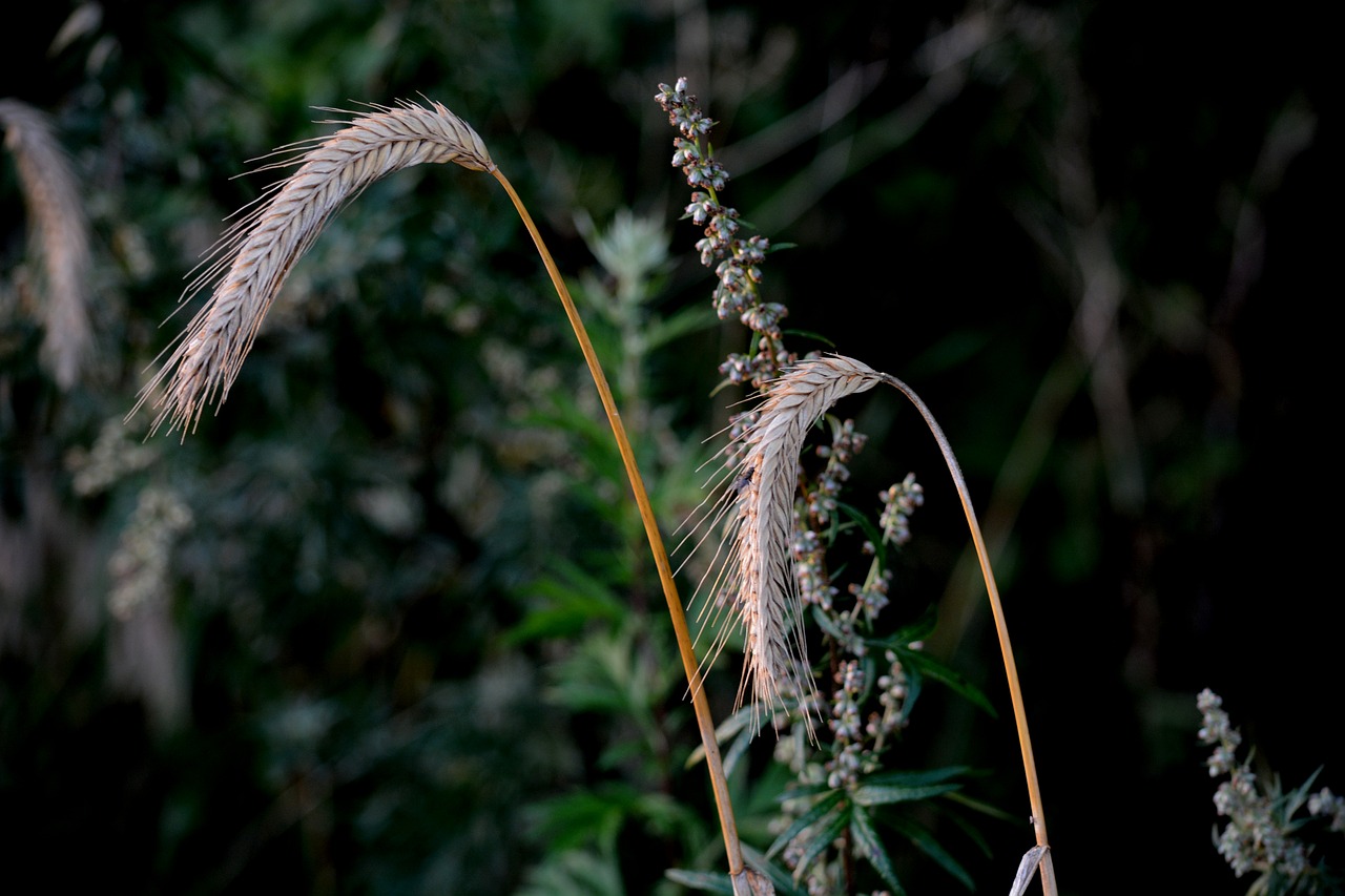 landscape cereals wheat free photo