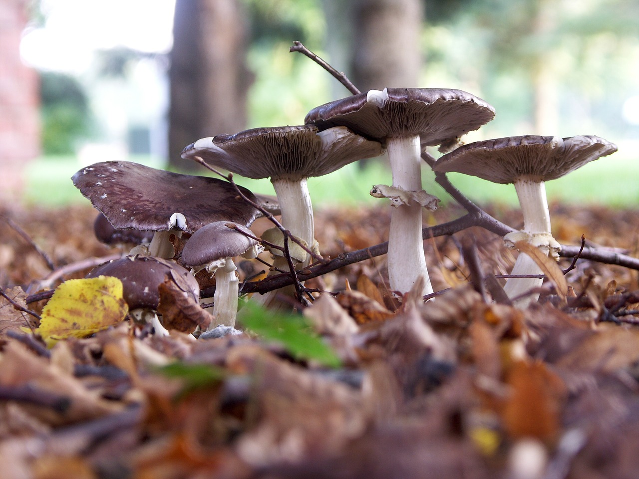 landscape mushrooms forest free photo