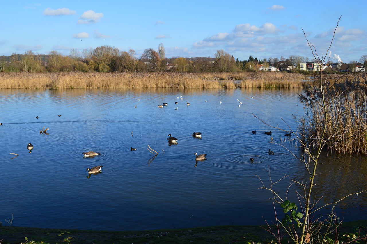 landscape lake ducks water free photo