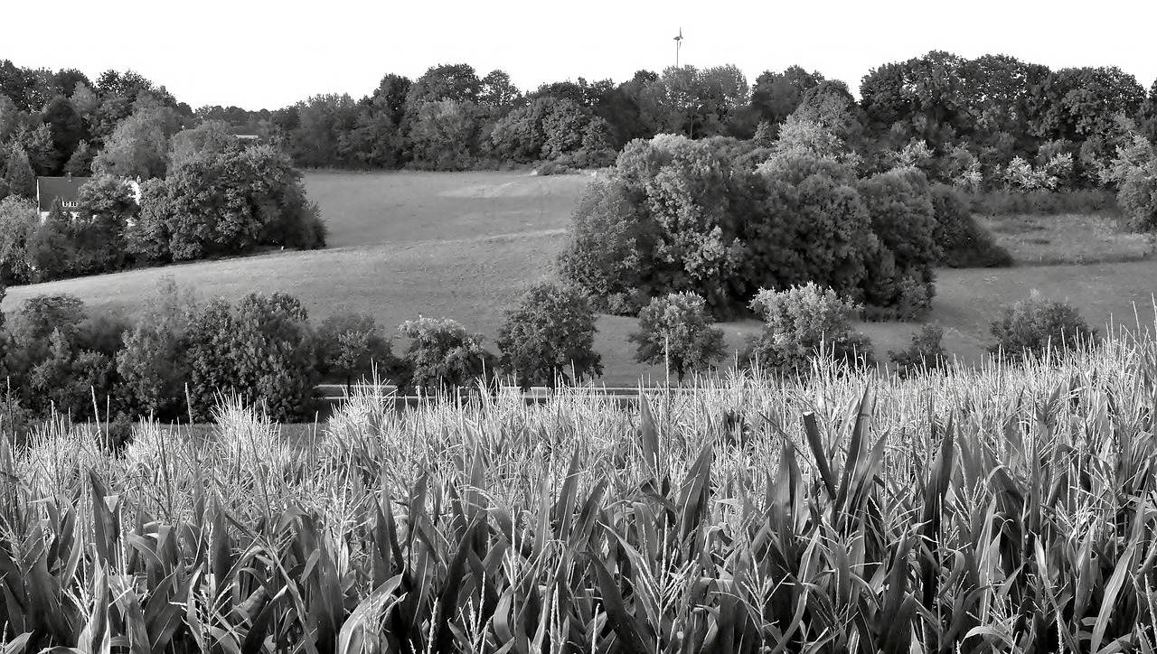 landscape twilight black and white free photo