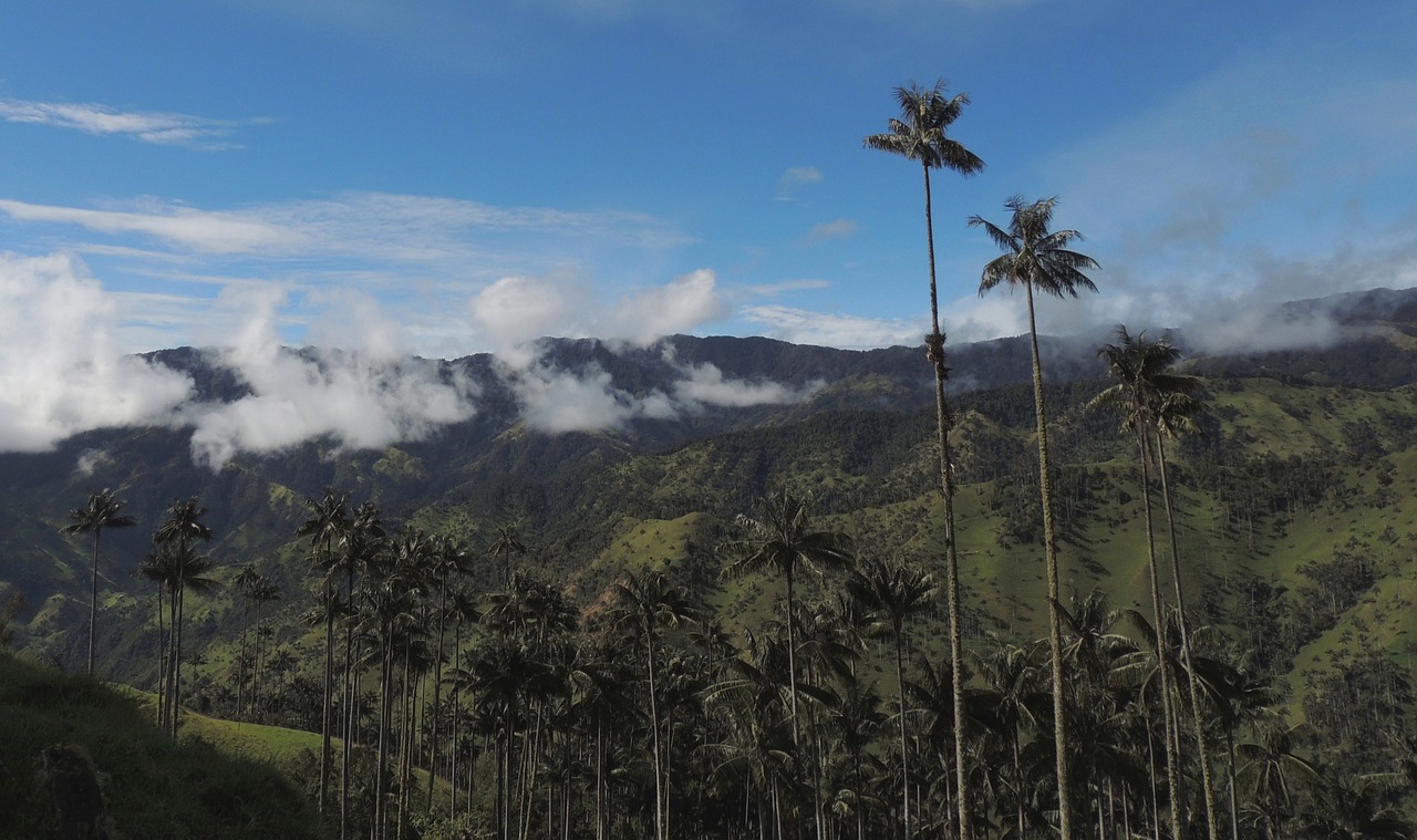 landscape mountain ranges wax palms free photo