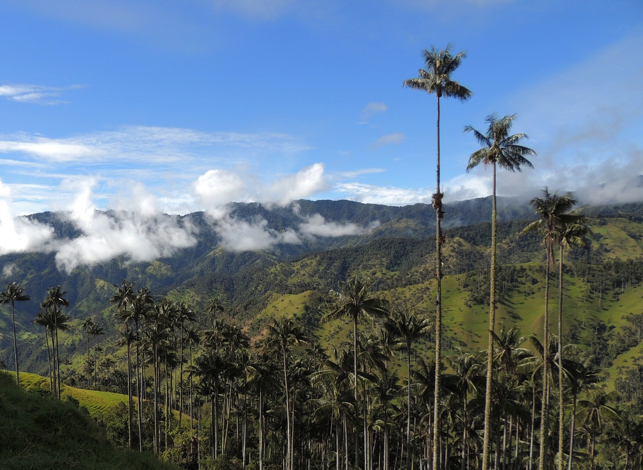 landscape mountains palm wax free photo