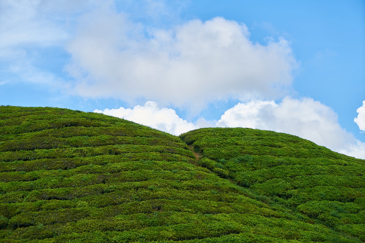 landscape green tea free photo