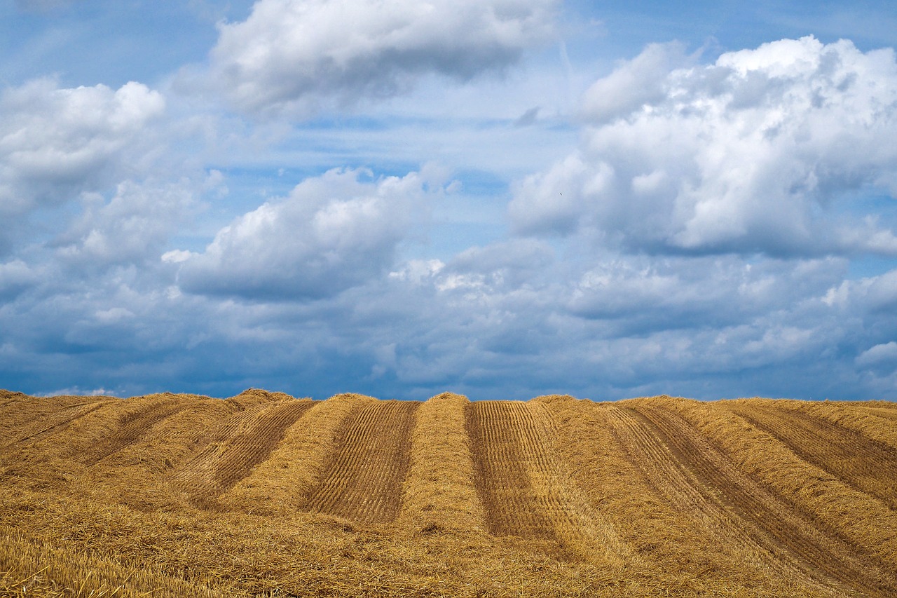 landscape field summer free photo